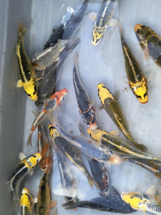 Karpie Koi ! 15 cm ! Piękne kolory ! Wysyłka !