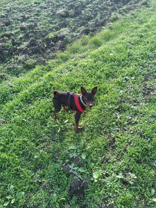 вязка цвергпинчера