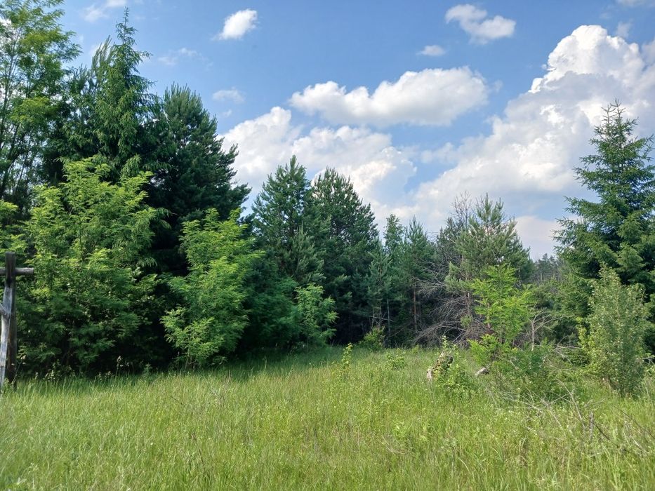 125 соток з соснами, власна водойма, прямий вихід до лісу Мотижин