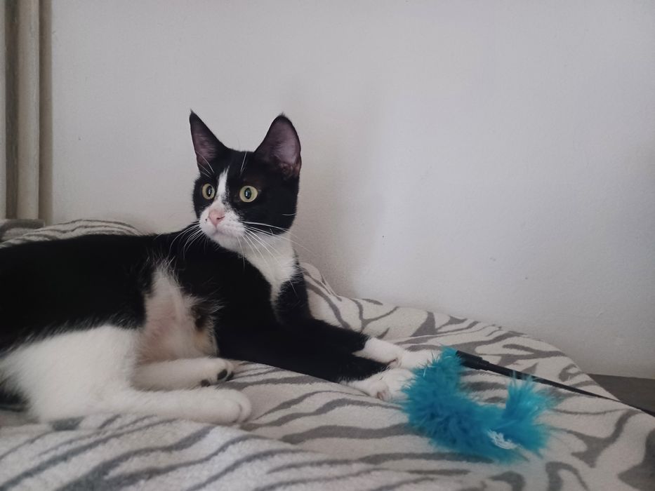 2 letnia kicia SZUKA DOMU