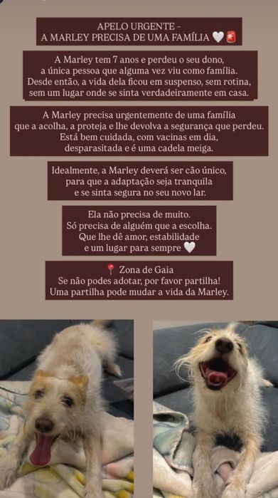 Marley  Adoção responsável