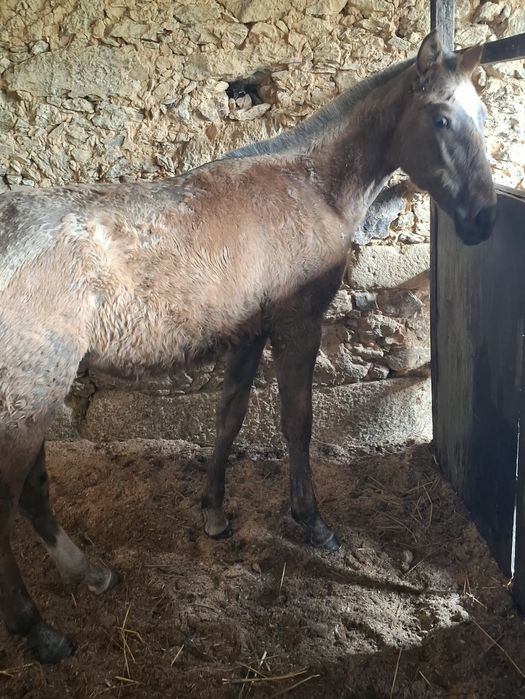 Poldra PSL com 10meses