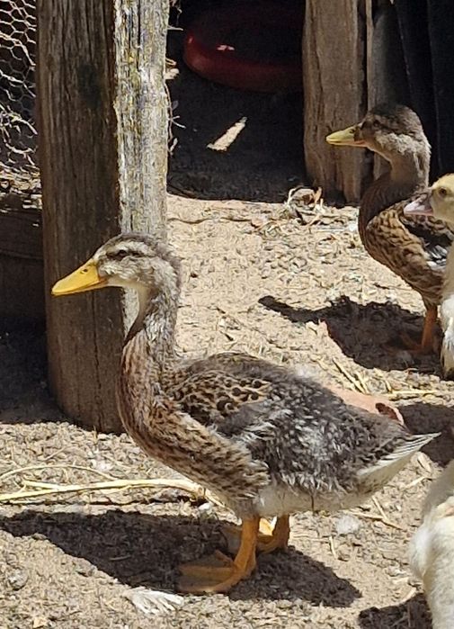 Patos bravos juvenis