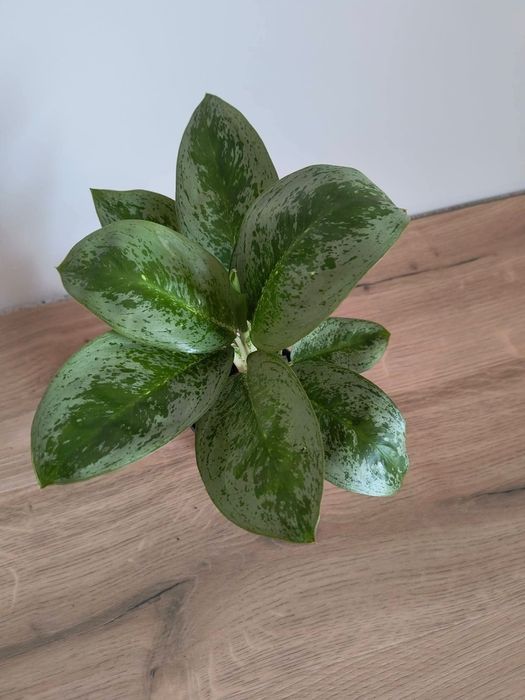 Aglaonema Lemon Mint