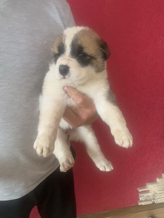 Продам цуценят Алабая