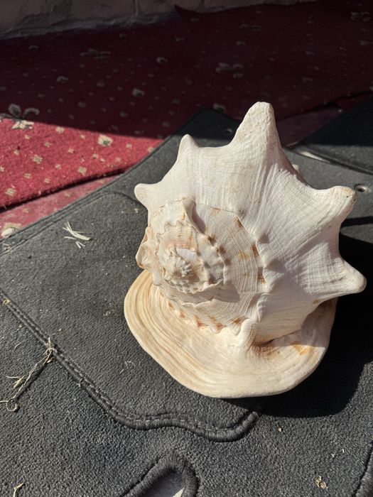 Мушля велика Касіс, Cassis,(Кассис) 30 см без сколов
