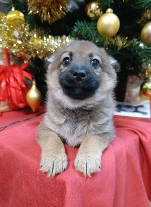 Sabinka błaga o dom ...