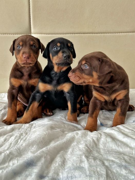Продаются малыши добермана