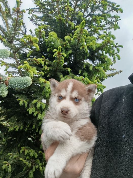 Szczenię Syberian Husky rudy