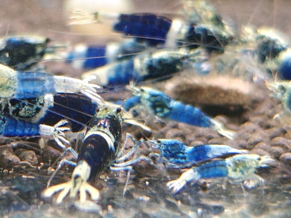 Krewetki Caridina Ocean Blue