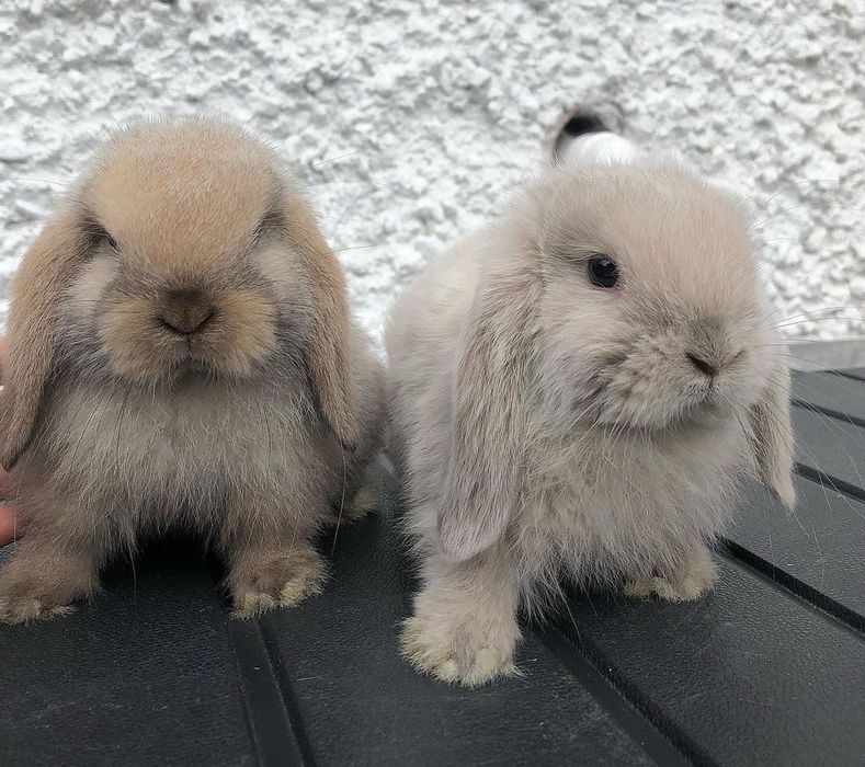 KIT Coelhos anões orelhudos, mini lop desparasitados