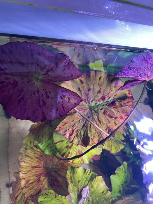 Lotos zielony_Green Tiger Lotus