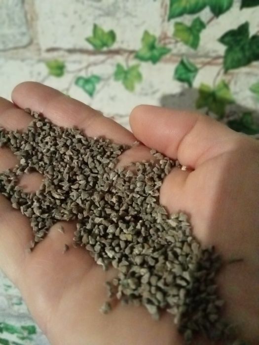 Насіння Синяка подорожникового