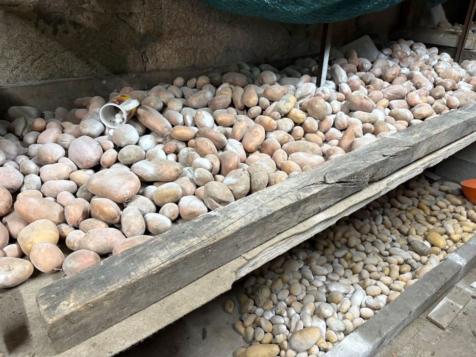 Vendo Batatas novas