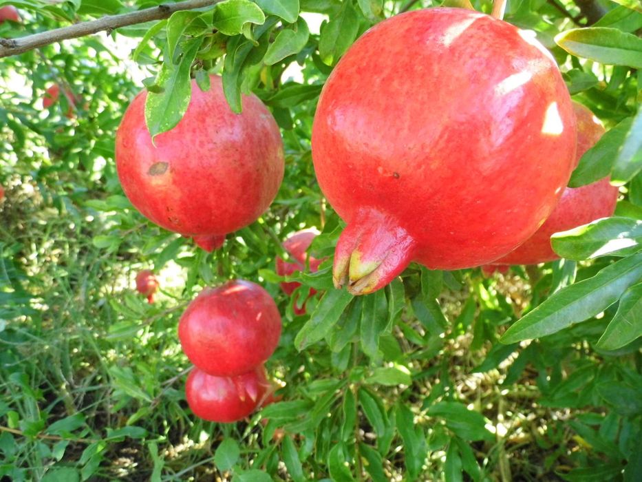 Саджанці граната  Гюлоша