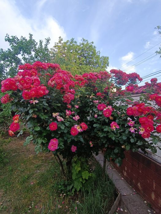 Обрезка плодовых деревьев, винограда, роз