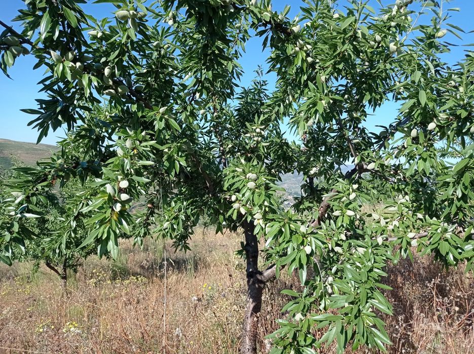 Terreno Rustico em Sequeiros - Torre de Moncorvo