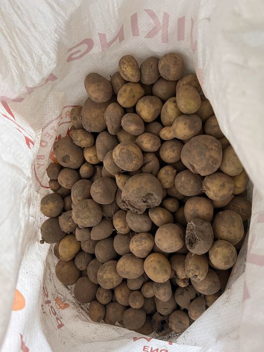 Продам дрібну картоплю