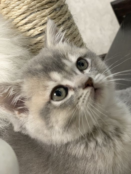 Шотландський котик