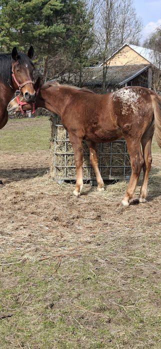 Klaczka tarantka tarant
