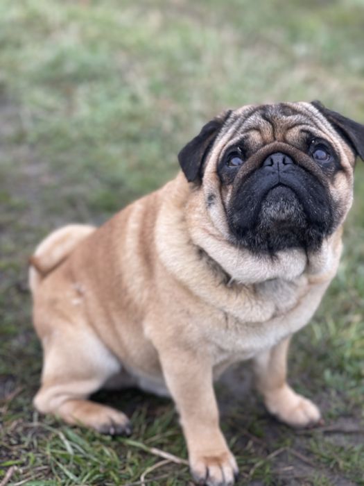 Мопс абрикосовий кобель пропонується для вязки!