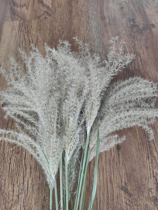 Trawy naturalne, ozdobne, styl boho 10 szt