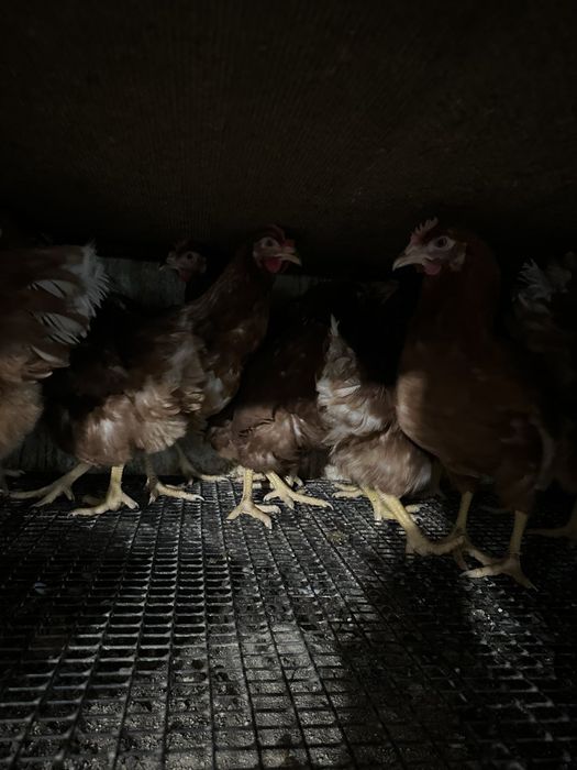 Ломан-Браун, 5,5 місяці