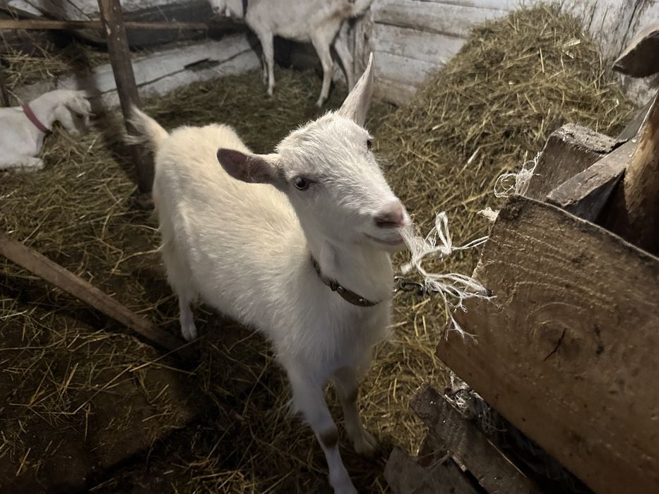 ‼️Продам молочних безрогих (комолих) кіз: річні, дворічні та маленькі трьох місячні