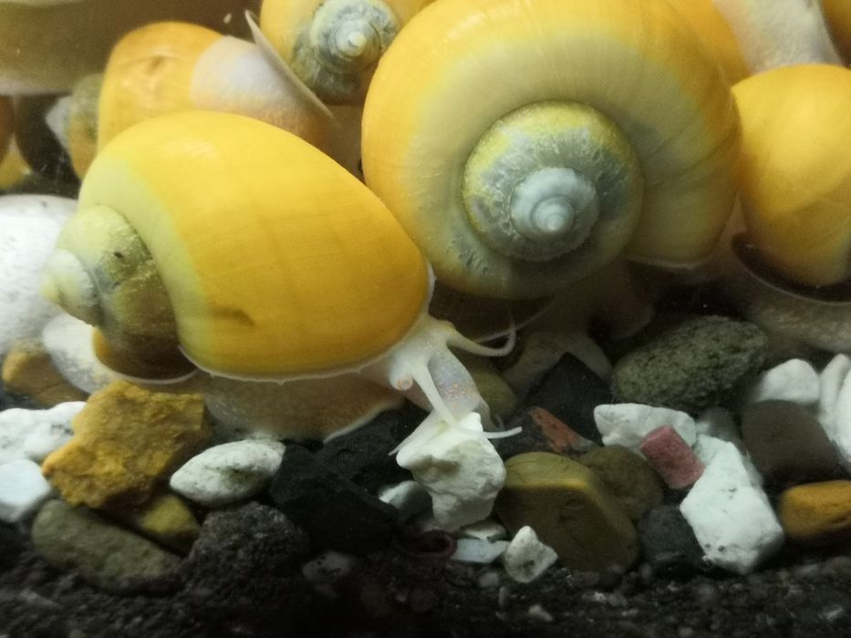 Улитки ампулярии