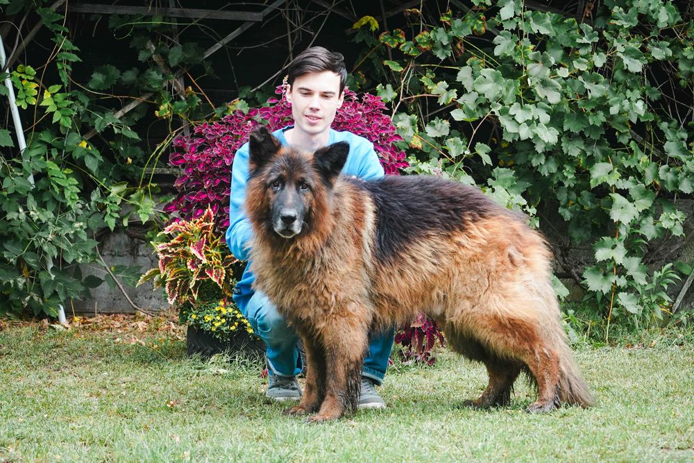 Zeus - piękny pies w typie długowłosy owczarek niemiecki