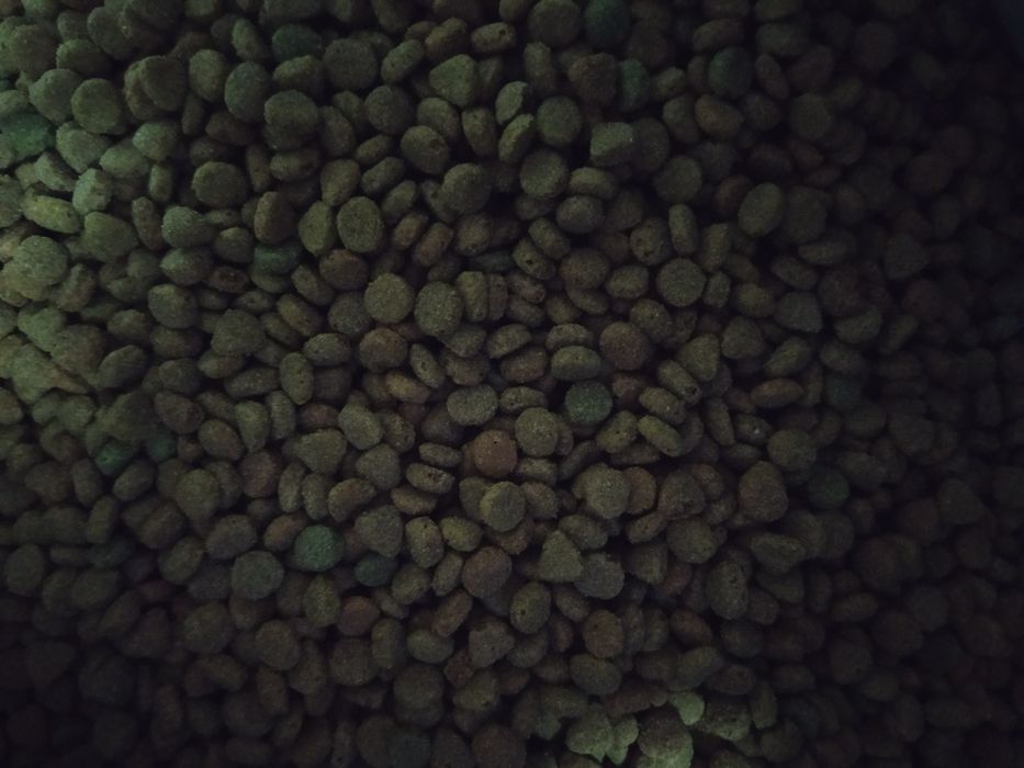 Sucha karma dla kotów