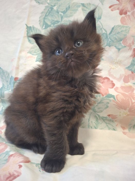 Там, где начинается настоящий мейн-ку