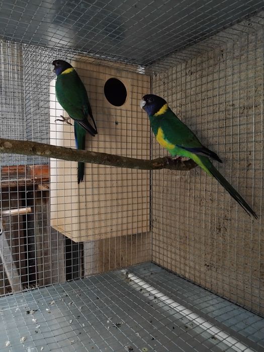 Várias aves para ceder