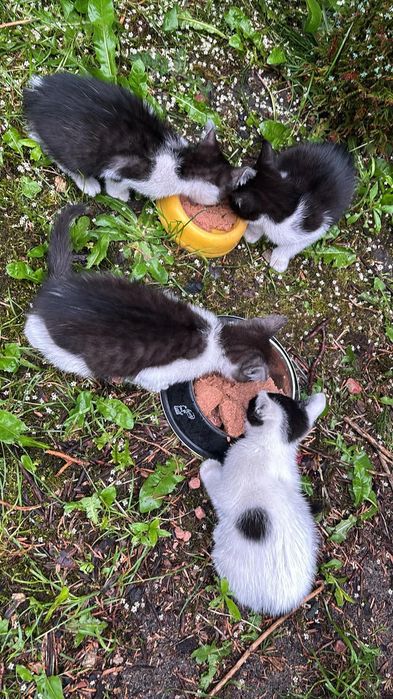 Kociątka do adopcji