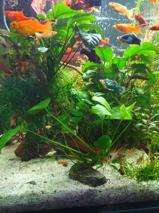 Anubias roślina podwodna.