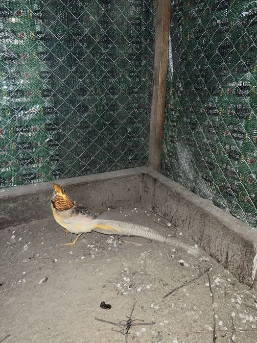Молоді фазани лимон ,золото ,срібло