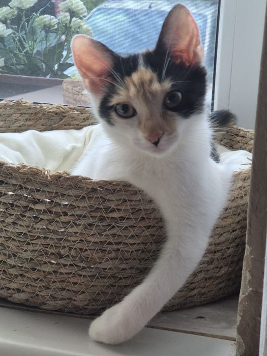 Śliczna Marysia w poszukiwaniu domu adopcja