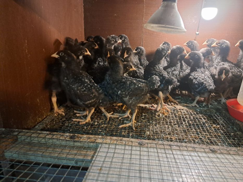 Kurczaki kur niosek Dominant Jarzebaty same kurki 2 tygodniowe