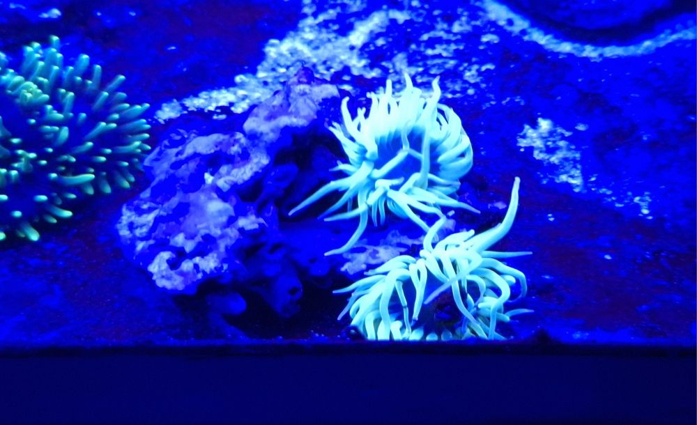 Anemonia viridis x2