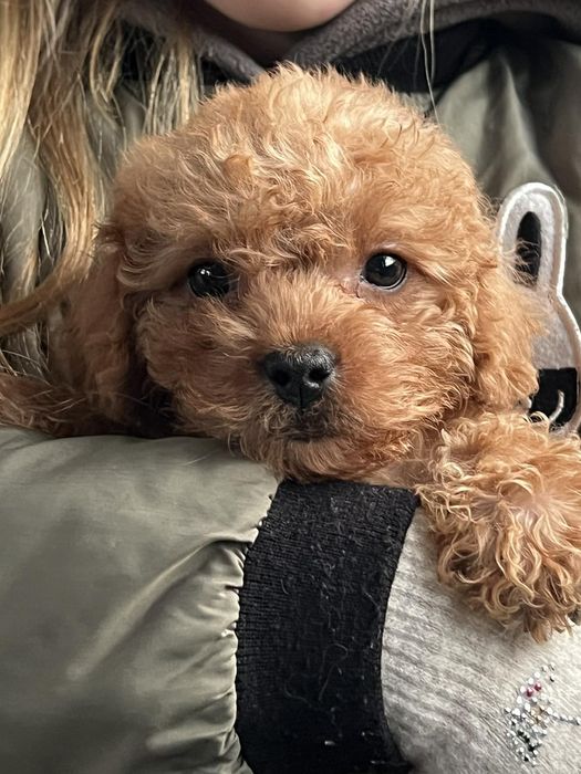 Мальтипу хлопчики, чистокровні .В описі інформація читайте