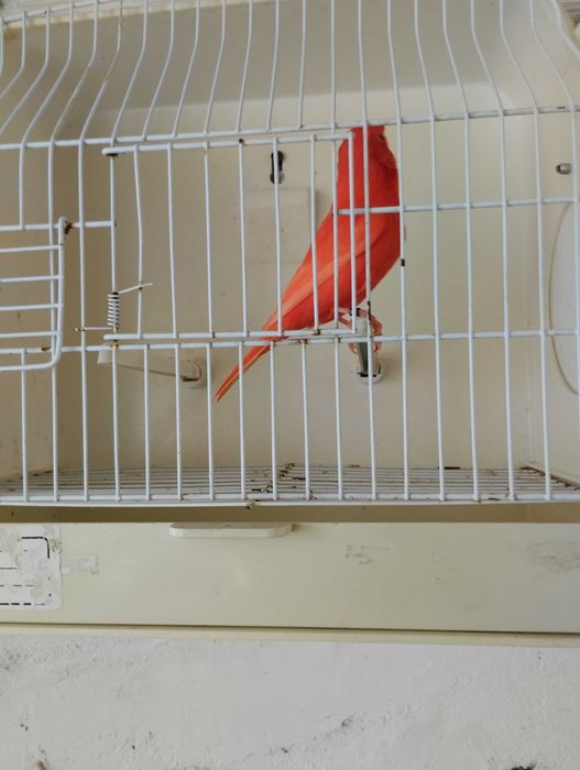 Canário vermelho