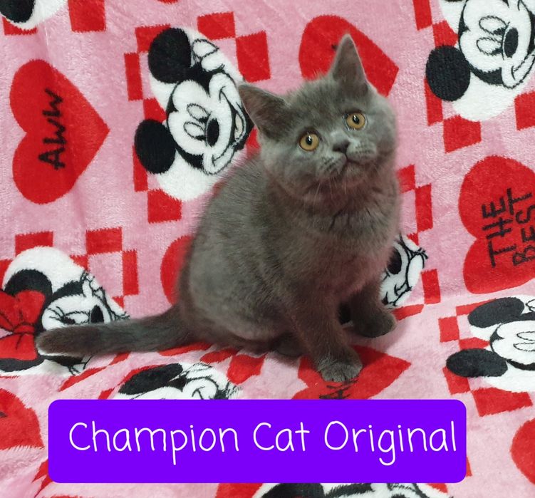 Kot,Kotka szkocka prostoucha scottish straight