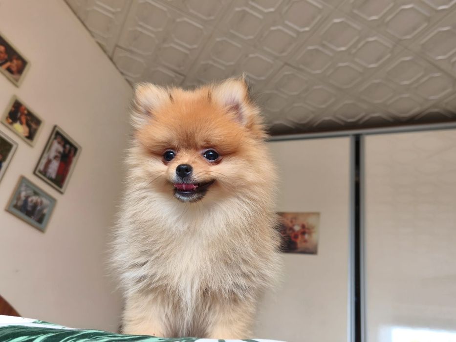 Szpic miniaturowy pomeranian