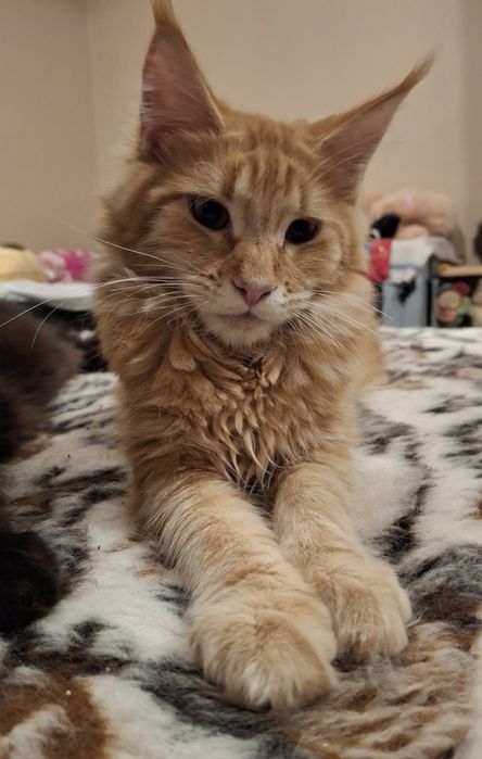 Ruda koteczka Inez z rodowodem