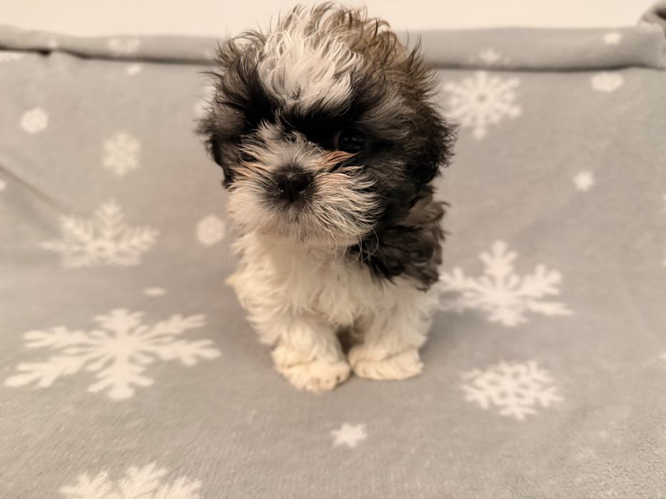 Piesek Timon tri-color Shih-Tzu rodzinna legalna hodowla, rodowód SWKiPR