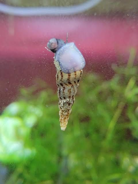 Caracol Trombeta para Aquário