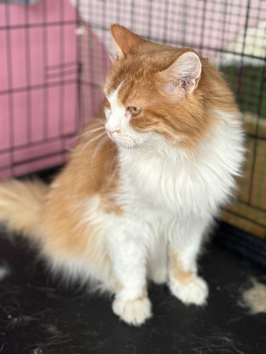 Шовковистий кіт у найкращу сімʼю