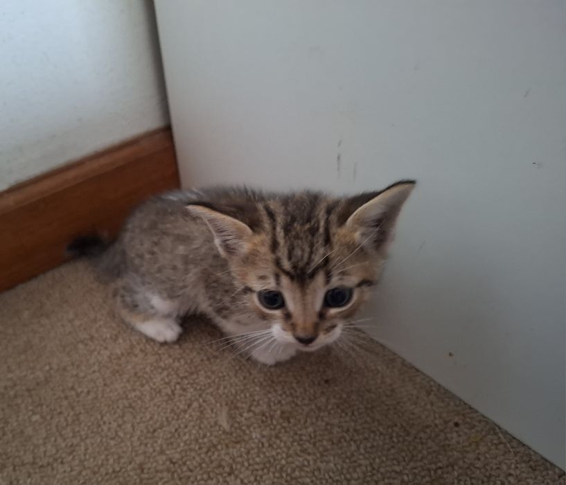 Gatinhos para adopção