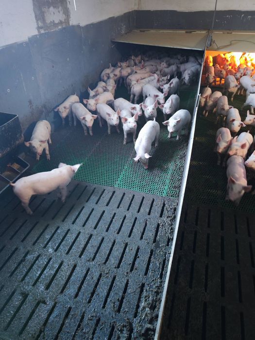 Продам поросят мясной породы