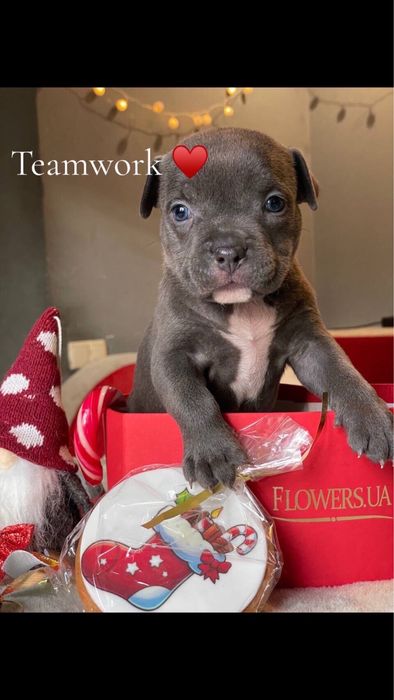 Блакитна буллі стандарт